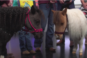 Miniature Therapy Horses to Visit CCMU